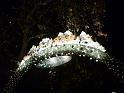 2011_12_London (267)